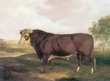 Cow 143, unknow artist